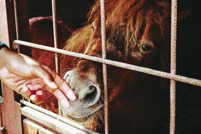 Close-up of human hand in cage