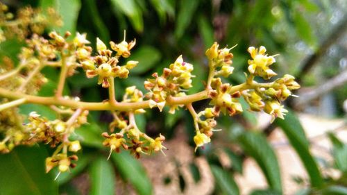 Close-up of flowers