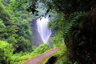 Scenic view of waterfall in forest