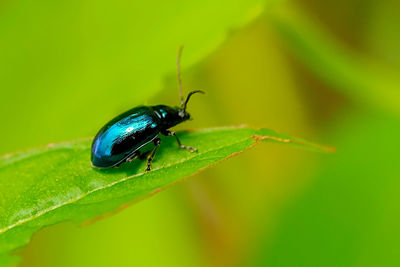 Close-up of insect on leaf
