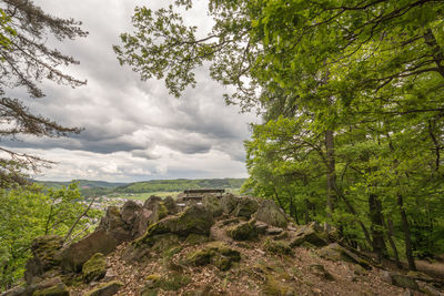 Trees on landscape against sky