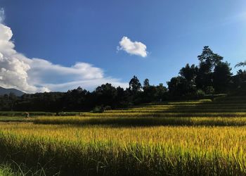 Scenic view of agricultural field against sky