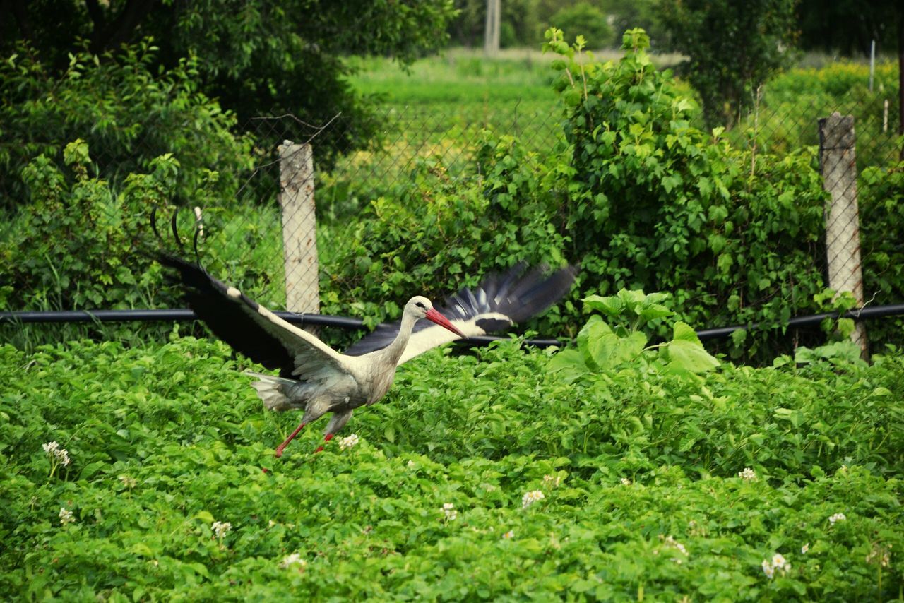 bird, animals in the wild, animal themes, grass, green color, nature, growth, spread wings, flying, no people, beauty in nature, animal wildlife, day, outdoors