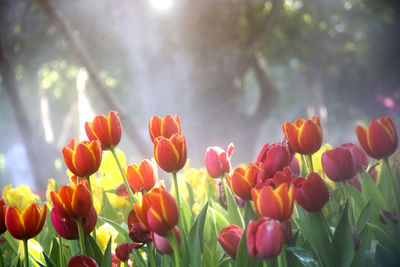 Close-up of tulips in field