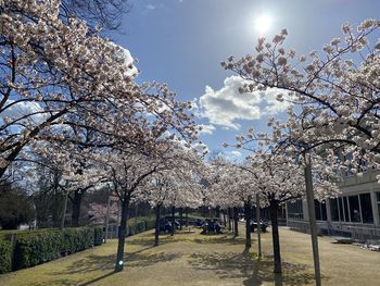 Cherry blossoms in park against sky