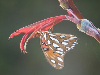 Close-up of butterfly perching on leaf