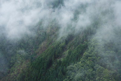 Scenic view of forest during foggy weather