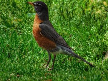 Birds on grassy field