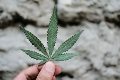 Close-up of hand holding cannabis leaf
