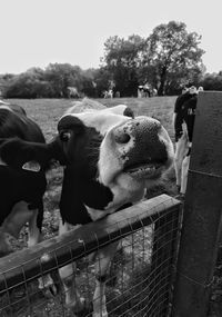 View of cows in pen