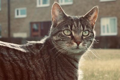 Close-up portrait of a cat