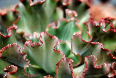 Close-up of succulent plant