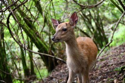 Deer standing in a forest