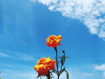 Low angle view of flowering plant against blue sky