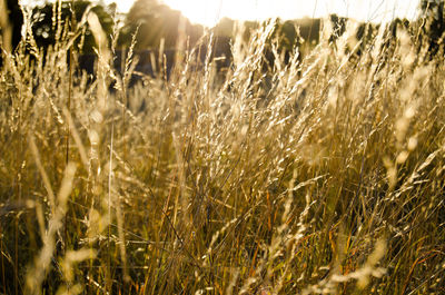 Close-up of crops growing on field