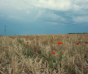 Scenic view of field against sky