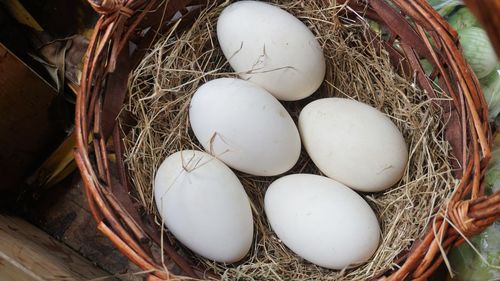 High angle view of eggs in nest