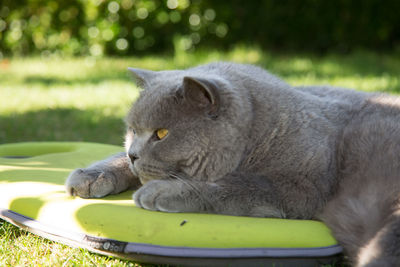 Close-up of cat sitting on grass