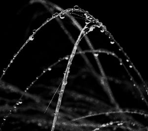 Close-up of water drops on leaf