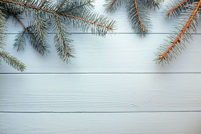 Close-up of palm tree against wall