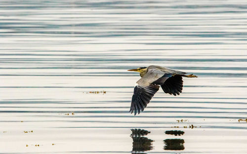 Bird flying over the lake