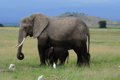 Elephant and calf with birds on field