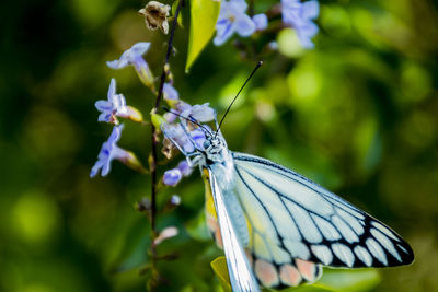 Close-up of butterfly pollinating on purple flower