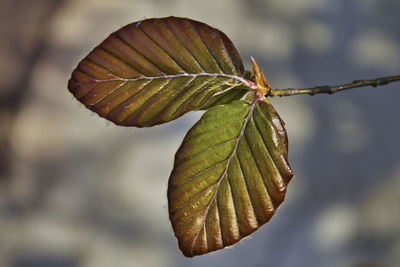 Close-up of leaf against blurred background