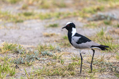 Close-up of bird perching on field