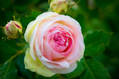 Close-up of rose flower