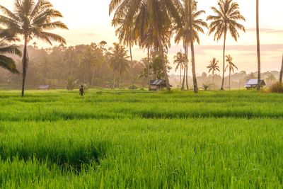 Scenic view of agricultural field