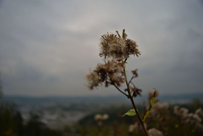 Close-up of wilted plant against sky at sunset