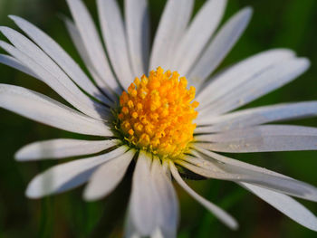 Close-up of white daisy flower