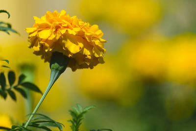 Close-up of yellow flowering plant