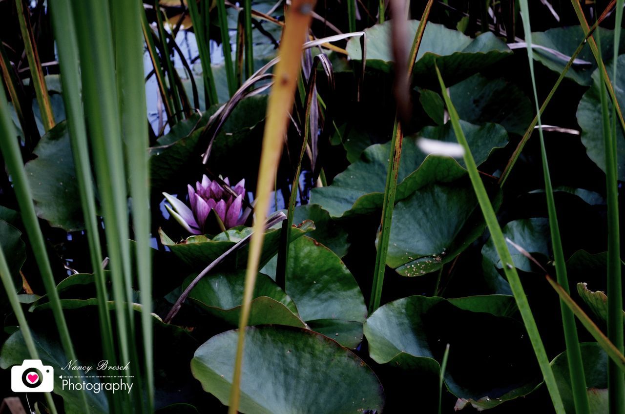 flower, leaf, plant, growth, fragility, green color, petal, beauty in nature, nature, freshness, pink color, close-up, high angle view, blooming, outdoors, day, purple, no people, flower head, stem