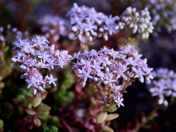 Close-up of purple flowering plant