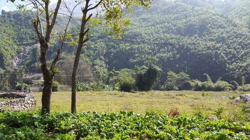 Plants growing on field in forest