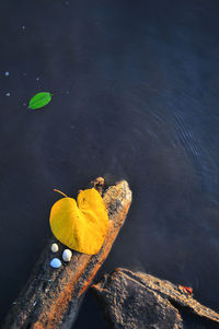 High angle view of turtle in lake