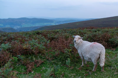 Sheep looking over long mynd