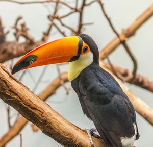 Close-up of bird perching on branch