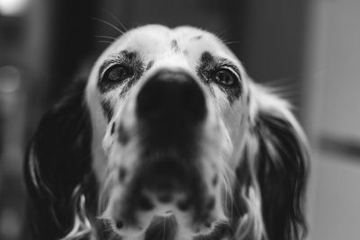 Close-up of dog