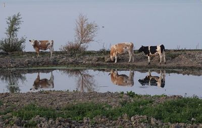 Cows drinking water in a lake