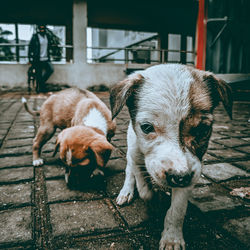 Dogs on footpath