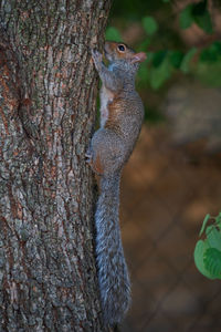 Close-up of squirrel on tree trunk