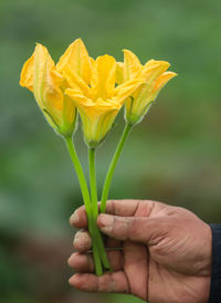 Cropped hand holding red flower