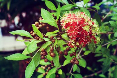 Close-up of red flowers