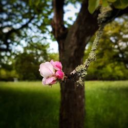 Close-up of pink flower on tree