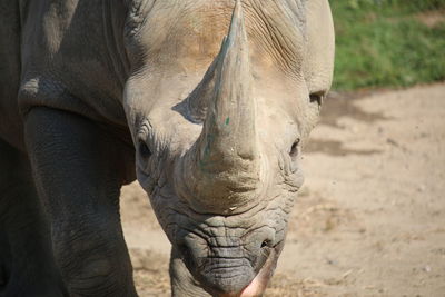 Close up of plant against blurred background