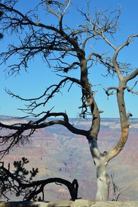 Low angle view of bare tree against clear blue sky