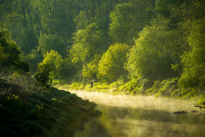 A beautiful spring landscape of a river valley with morning mist. springtime scenery of a river. 